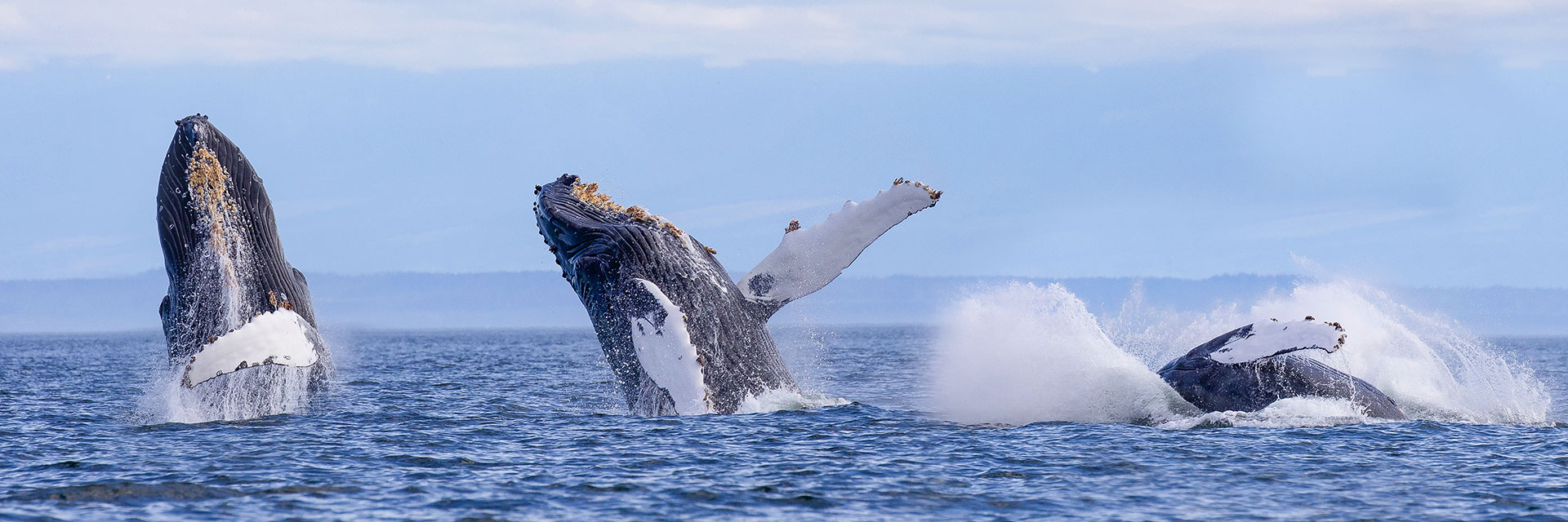 Monterey Whale Watching Tour Package – Monterey Bay Inn