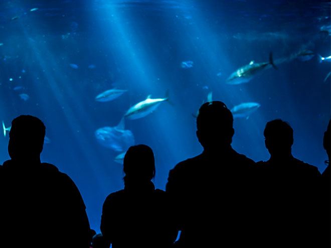 Monterey Bay Aquarium opens store on Cannery Row in Monterey